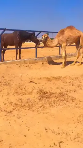 #الاردن🇯🇴 #الهجانه_الاردنيه #