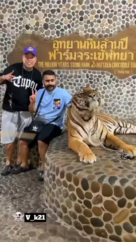 พอคำรามก็วิ่งแล้ว!!! #tiger #PetsOfTikTok #น่ากลัว #วิ่งสิรอไร #เสือ #ใจตก