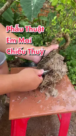 Phẩu thuật cho em Mai Chiếu Thuỷ dáng Long 🥰 #bonsaiminibmt #bonsaimini #bonsai #bonsainhatanh #bonsaidaklak #nhatanh #bonsaibmt #trending #trend #vietnamtoiyeu 