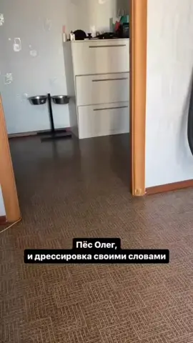 #собака #дрессировкасобак #пёс #умныйпес #dog 