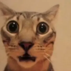 oh ma gad what da hell #catmeme #funnymeme #catsoftiktok #catlover #fyp #foryou #foryoupage 