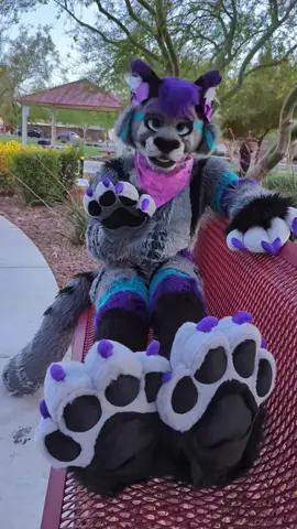 Showcasing my adorable new set of feet paws from the talented  @Cloud1516 Husky 🐾  #Paws #Furry #Cat #Kitty #Fursuit #Meow #Pretty #Fursuiting #