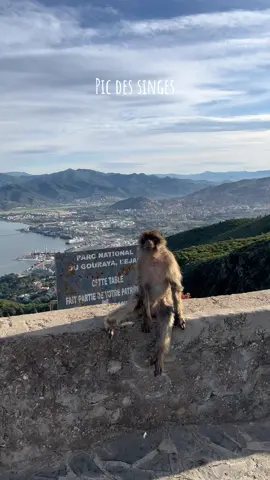 🙊🙉🙈 🇩🇿🇩🇿🇩🇿 #fy #singe #monkey #picdessinges #kabylie #bejaia06_la_kabyle💪♓❤️ #bejaia #villebejaia #yemmagouraya 