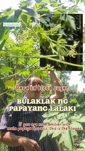 Ang bulaklak ng papayang lalaki ay mainam sa tumataas ang blood sugar, ito ay medyo mapait pero masustansya. Ang dahon naman ay mainam sa mababa ang platelet. Huwag itapon ang bulaklak at dahon.  #naturalwellnessnipastorvitto #health #healthtips #fypシ゚ #healthylifestyle #naturalremedy #herbal #planttiktok #plantsoftiktok #fyp  For more video visit our FB page: Natural Wellness ni Pastor Vitto