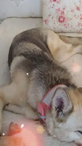 #bigdogsoftiktoc #dog #leukemiawarrior #donotpet #stayaway #trainedshepherd #badassdogs #germanshepherdsoftiktok #protectiondog #GermanShepherd #safewithdogbyside #cutedogsoftiktok #follow #foryoupage