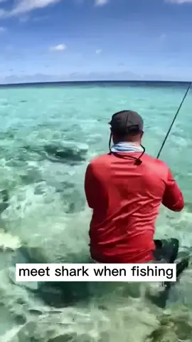If meet shark when fishing😱😱 #shark#sharks#sharke#shark?#sea#ocean#fish#marinelife#foryoupage#fyp#foryou