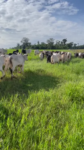 Gado chegando no pasto novo #gado #fazenda  #campo #pasto #pecuaria 