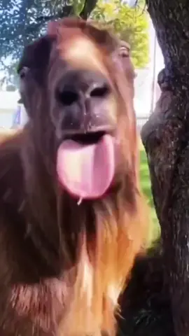🤣#funnyvideos #funny #funnymoments #goat🐐 #funnygoatvideos #funnygoats #funnygoat 