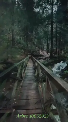 💚 BERJALAN DI HUTAN CEMARA 💚 #ebietgade #1979 #lagupop #fingerstyle_guitar #lagulawas #oldsonglover #lagukenangan #memoriesareforever #memories💫❤️ 