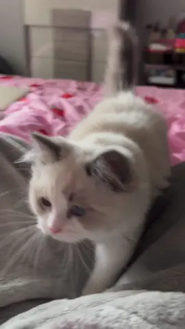 Merlin is a very determined kitty 