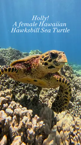 There are less than 100 female Hawaiian Hawksbill sea turtles left in the wild ❤️ so this mornings live stream was SUPER special ❤️ #comedivewithus #hawksbill #fyp #wildlife 