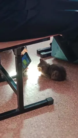 I report this cat peeks cartoon during class#fyp #kittylover #catsoftiktok #catclass #catwatchcartoon #catwatchtv 