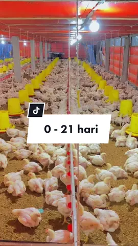 Ingat hasil di akhir yah adiks adiks #ayambroiler #peternakan #kandangayamboiler #ayampotong #dailyvlog #broiler #closehouse #panenayambroiler #chickin #chicken 