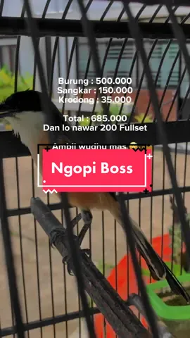 Membalas @ᴀʀᴅɪᴀɴ ᴊᴀᴛᴍɪᴋᴏ lekas pulih indonesia bagian kicau mania. #cornerbirdfarm #cendetmania #cendetmaniaindonesia #cendetmanianusantara #cendetmadura #cendetlokal #pentet #pentetmania #pentetgacor #kicaumania #kicaumaniaindonesia #kicaumanianusantara #fyp #tiktokpelitfyp 