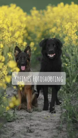 Bin absolut unzufrieden mit den Ergebnis aber machs die Tage nochmal. #hund #dog #gsd #dsh #deutscherschäferhund #germanshepherd #langstockhaar #rottweilermix #dobermannmix #neufundländermix #mix #mischling #mischlingshund #shepherd #schäferhund #blackdog #bigdog #langhaarschäferhund #fotografia #fotografie #hundefotografie #dogphotography #photography 