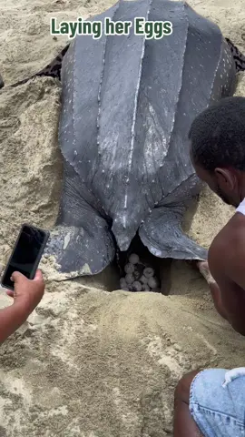 Leatherback Turtle laying her eggs , at Courland Bay , Turtle Beach ,Tobago . #leatherbackturtle #layingeggs #tobago #beachvibes #onthebeach #elizabethchungvideography #trinidadandtobago  #sealife #lifelessons 