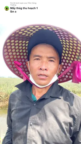 Trả lời @Trần Công Trường trồng khóm thì bao lâu sẽ thu hoạch 1 lần #dứa🍍 #khom #xuhuongtiktok #vuicungtiktok #sangnguyen 