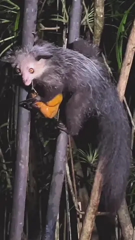 AYE AYE🦥#naturaleza #ayeaye #rare #rareanimals #raro #nature 