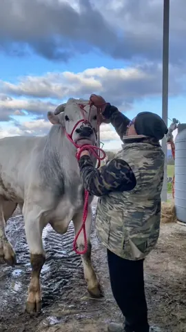 Mave è il nostro big boy di 1200 Kg ❤️‍🔥#allevamento #Animalidafattoria #bigbull #bull #cowsoftiktok #chianina #chianinabull #fyp #perte 