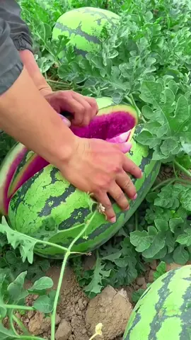 OMG😱so big🍉😋#usa #fruit #asmr 