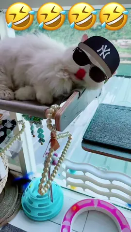 Fine feathers make fine birds #🕶️ #catsoftiktok #minuetcat #catlover 