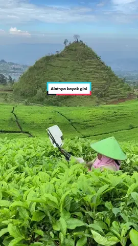 Karena kalo dipetik pake jari manual bakalan lama gaes.  #fyp #fypシ #kebuntehbedakah #gunungcilikwonosobo 