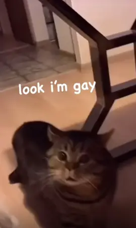 Cant. Stop. Repeating. #catsoftiktok #cat #funny #talkingcat 