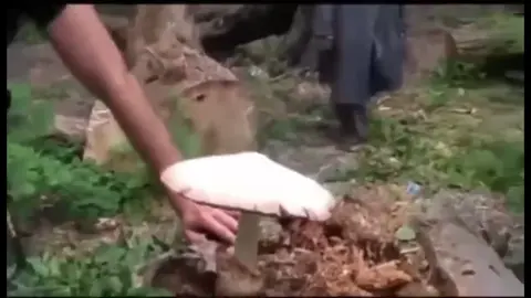 #гриб #яегоем #этомойгриб #вычеснимаетемойгриб 