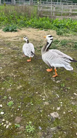 Barheaded geese #animalsinthewild #natureoutdoors #animals #birdsoftiktok #naturephotography #animaltiktok #wildlifephotography #animalvideos #cuteanimals #animalnature #animalsoftiktok #cutebirdsoftiktok #animallover #animalswildlife #beautifulbirds #cuteanimal #naturebirds #outdooradventures #cuteanimalvideos #naturephotos #duck #ducks #ducklings #duckling #gosling #geese #goose #goslings #swan #swans #cygnet #cygnets #babyswan 