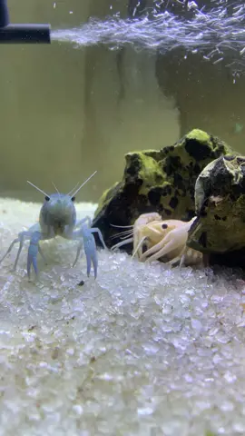 Lobster hias air tawar #aquarium #fyp #aquascaper #aquascapeindonesia 
