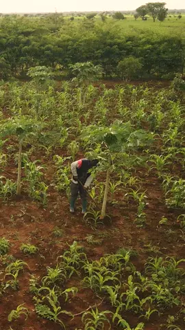 We’re mobilizing the power of #agroforestry to end hunger and poverty. Learn more at trees.org 🌳 #fyp #foryou #trees #nature #climateaction 