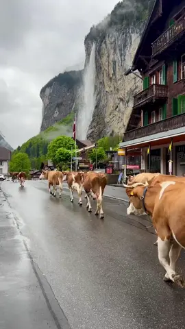 This morning in Lauterbrunnen 🇨🇭🏔️🐄 #lauterbrunnen  #cows #swissalps #72waterfalls #lauterbrunnenvalley #mountains #waterfalls #family #nature #hotel #hostel @jungfrauregion #camping #jungfrauregion #myswitzerland #schweiz #switzerland #swiss #svizzera #inlovewithswitzerland