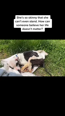 This tiny, near lifeless dog, caked in urine was found tied up to a bus stop. A gentleman was running late for work and missed the bus. But he saw this dog. She couldn't stand or walk, she was so thin and had no muscle. He was completely shocked. He jumped into action, untied her, and carried her all the way home. He ran inside and called us because he didn't know what to do. All he knew was he had to get this tiny angel help. We went to get her immediately. Updates to come, we named her She-Ra.  Today is #GiveSTLDay, and every gift matters. Just like her precious life matters.  Givestlday.org/strayrescue