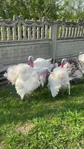 Поговорили) #село #вайб #індики #вайб #смішно #дитинство 