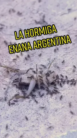 La hormiga enana argentina #fyp #foryou #viral #insectos #argentina #argentina🇦🇷 #anthouse #curiosidades #hormigas 