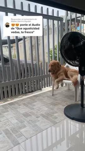 Respuesta a @Mateo Gaviria Agudel Jajaja así se la pasa #queagusticidaveda #queagusticidad  #tafresco #goldenretriever #goldentalk #dogsoftiktok #calor #fyp #dogsfunny 