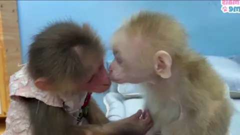 A loving couple #foryou #monkey #cutemonkey #funny 