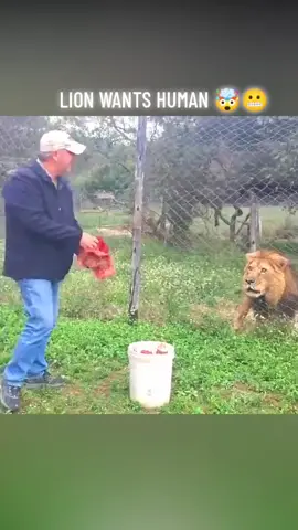 🔊⚠️LION WANTS HUMAN 😬🙀🤯 #africa #dailytrend #Love #travel #photography #nature #wildlife #african #fashion #ghana #southafrica #music #kenya #safari #art #lagos #photooftheday #tanzania #instagood #travelphotography #beautiful #usa #instagram #wildlifephotography #follow #beauty #explore #abuja #europe #animals #foroyou #ethiopian_tik_tok🇪🇹🇪🇹🇪🇹🇪🇹  #africanqueen #westafrica #AfricanFood #eastafrica #thisissouthafrica #africanamazing #africangirlskillingit #africans #thisisafrica #travelafrica