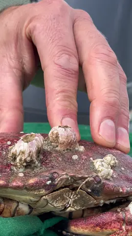 Barnacle Chronicles, BIGGEST ever! #natgeo #fishing #fish #crab #fyp 