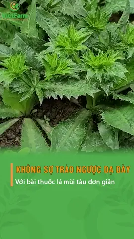 Không lo trào ngược dạ dày với bài thuốc này  #LearnOnTikTok #chamsocsuckhoe #vietfarm #baithuocdangian #daday #suckhoe  #hpdaday #traonguocdaday