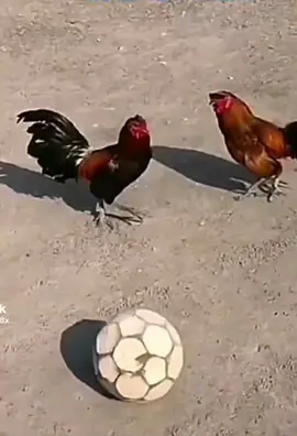 hidup ituh butuh kesenangan dan hiburan agar tidak stres memikirkan dunia#viral#lucu_ngakak #kocak 