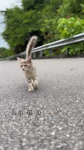 #cat  #kucing #catsoftiktok 