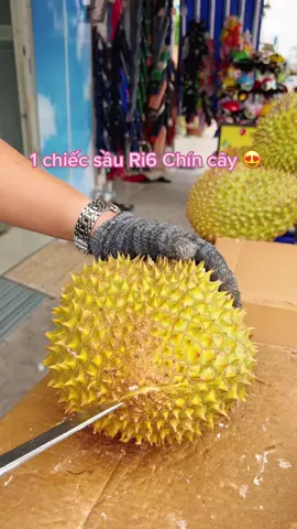 Ϲòn nhớ những lúc đắm đuối, vui với nhau em thường tươi cười... #xuhuong  #sầuriêng  #khui_sầu_riêng  #hữu_đức_organic  #69_càmau 