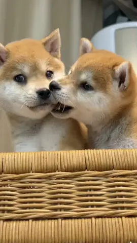 Cho cắn miếng đi #chúchódễthương #cúnconđángyêu #cutedogvideos #cúnyêu #thúcưngcute #chócondễthương 