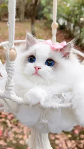 Gorgeous Ragdoll cat with the bluest eyes I've ever seen! 😻💙 Apparently, Ragdolls are known for their affectionate nature and stunning appearance. I can definitely see why! #ragdollcat #blueeyes #cutecats #catlovers #felinefriends