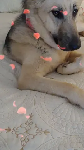 #animals #germanshepherdsoftiktok #stella_bella_dog #trainedshepherd #funny #foryoupage #dog #bigdogsoftiktoc #cutedogsoftiktok #GermanShepherd #protectiondog #donotpet #leukemiawarrior #jesuslovesyou #realwoman 