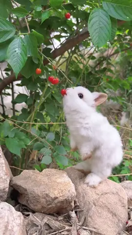 bé thỏ dễ thương 😘😘😘🥰🥰 #SEAGames2023 #❤️❤️❤️ #videoviral #fyp #xuhuong #trend #rabbit #rabbitsoftiktok #cute 