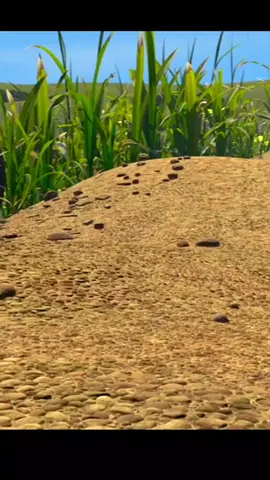 O que você fez... Filme: Vida de Inseto #vidadeinseto#formiga#filme#atrapalhado 