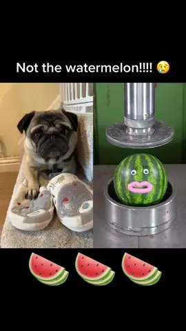 #duet with @HPC Official  not the watermelon!!! #pug #dog #dogs 
