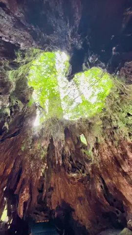 屋久島のウィルソン株のハート❤️本日撮影 #自然風景 #屋久島 #絶景スポット #ハート #世界遺産 